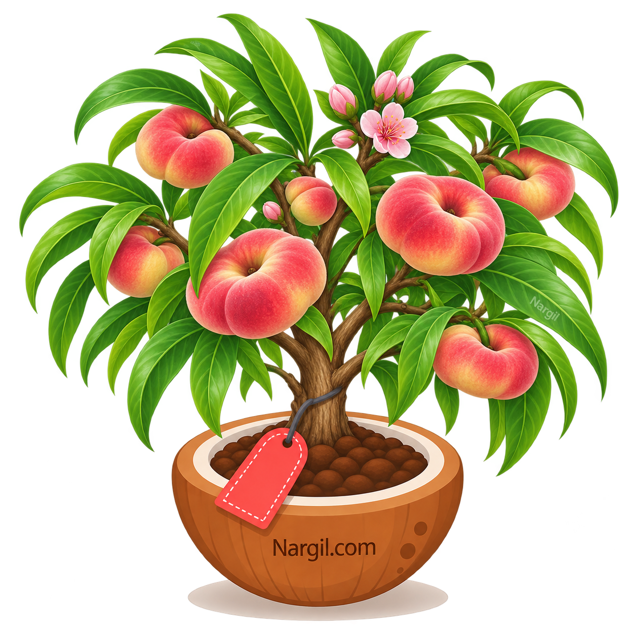 Nargil_Prunus persica donut